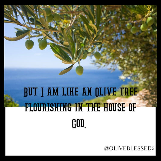 What is behind the name Olive Grove Life?